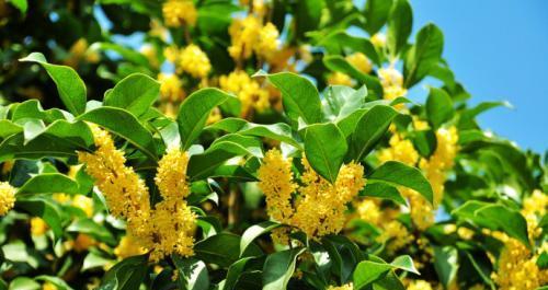 如何种植桂花树（桂花树的种植方法及时间）