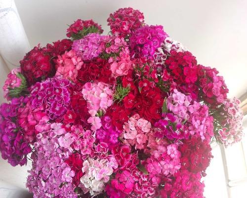 石竹梅花期多久（了解石竹梅的花期时间）