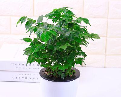 幸福树图片及养殖方法