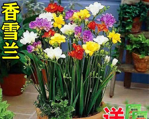 小苍兰什么时候种（小苍兰的种植方法讲解）
