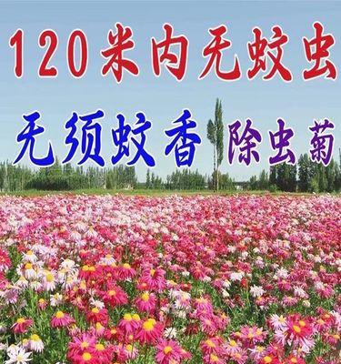 黑心菊花种子怎么种（黑心菊种子种植方法和时间）