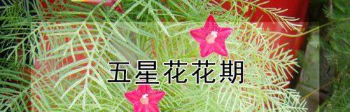 五角星花的养殖方法是什么（栽培五角星花的技巧）