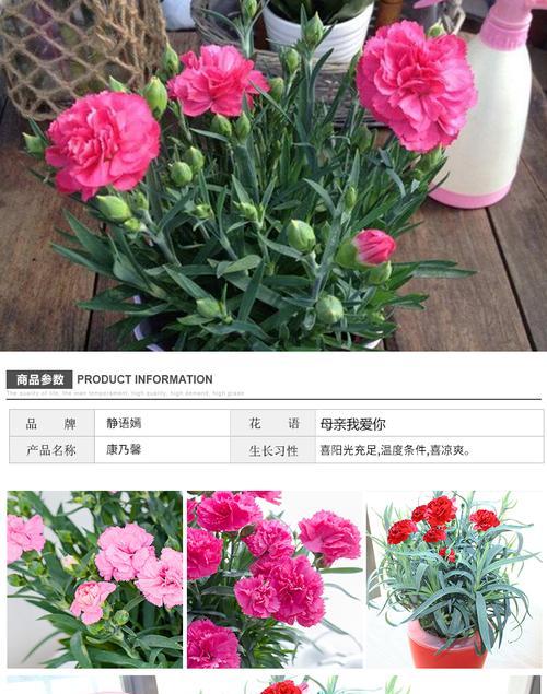 康乃馨地栽能过冬吗