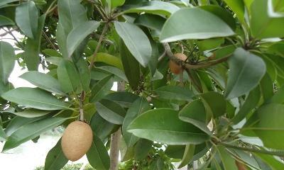 人心果怎样种才多果实（人心果的种植技术要点）