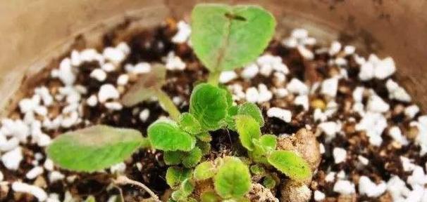盆栽牡丹花如何养（有关牡丹花的栽培与管理）