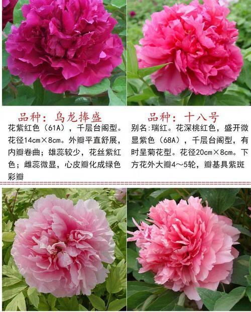 盆栽牡丹花如何养（有关牡丹花的栽培与管理）