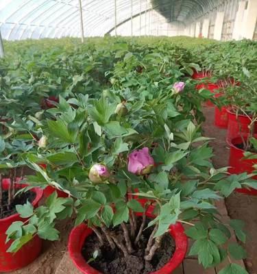 盆栽牡丹花冬季怎样养（室内盆栽牡丹花的养殖方法讲解）
