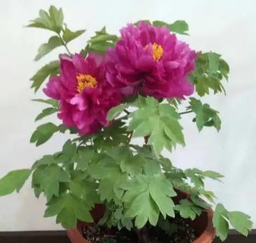 盆栽牡丹花冬季怎样养（室内盆栽牡丹花的养殖方法讲解）
