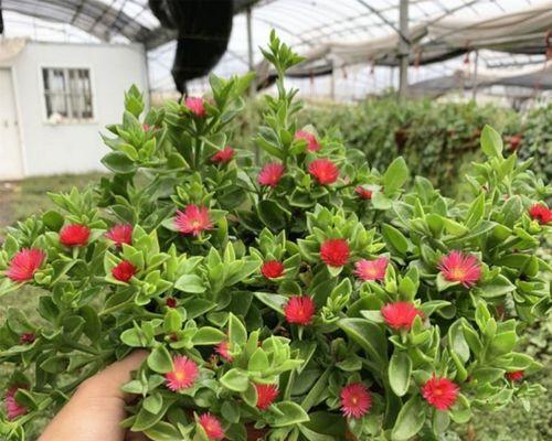 盆栽牡丹花冬季怎样养（室内盆栽牡丹花的养殖方法讲解）
