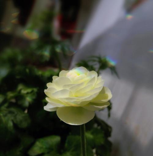 鹅怎么喂养才是方法（鹅的正确喂养方法）