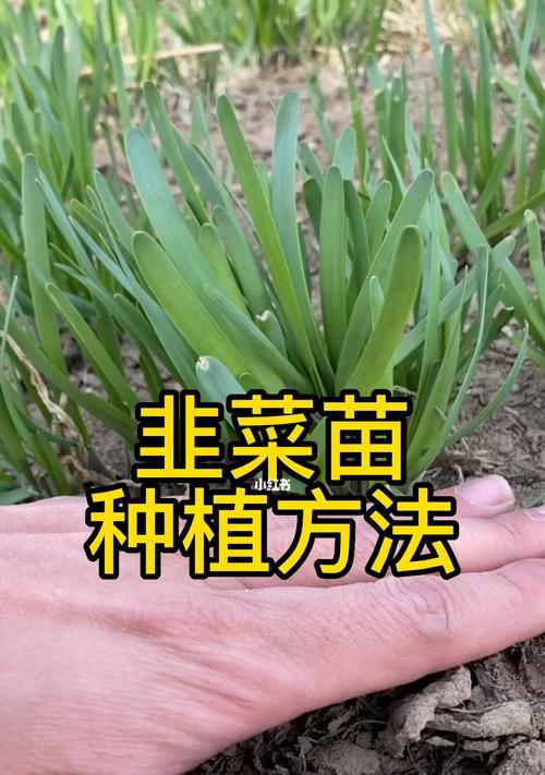 韭菜怎么种才能出苗好（韭菜种植时间和方法）