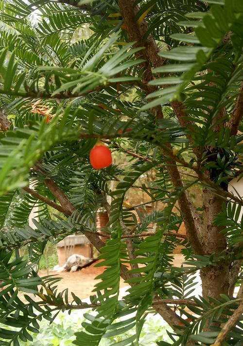 红豆杉种植前景怎么样（红豆杉树种植技术）