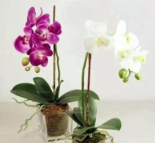 蝴蝶兰多久开一次花（养护蝴蝶兰的技巧）