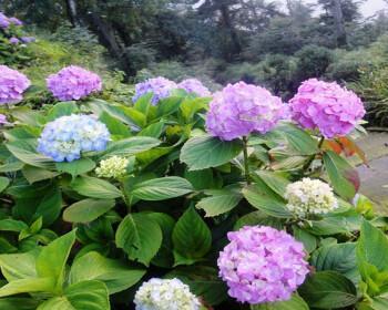 八仙花花期多长时间开花（有关八仙花的养护要点）