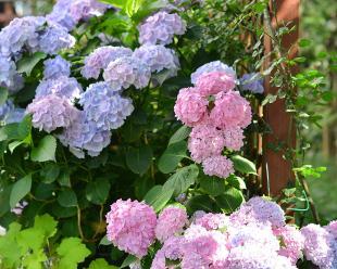 八仙花花期多长时间开花（有关八仙花的养护要点）