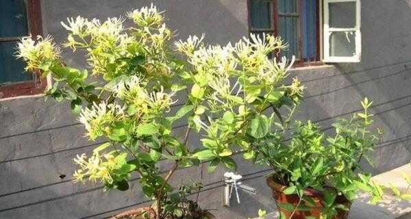 金银花树桩盆景怎么养（金银花盆景养护知识）