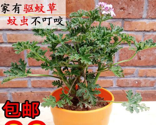 哪种植物驱蚊效果