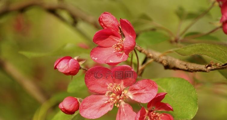 春天有哪些花会开放（代表春天的花朵大全）