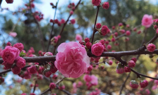 春天有哪些花会开放（代表春天的花朵大全）