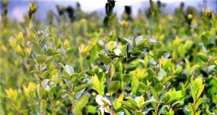 油茶种子怎么种植（详解油茶种子栽培技术）