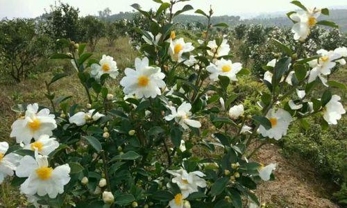 油茶种子怎么种植（详解油茶种子栽培技术）