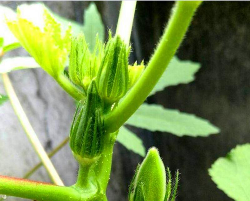 黄秋葵怎样种植（秋葵种植技术要点）
