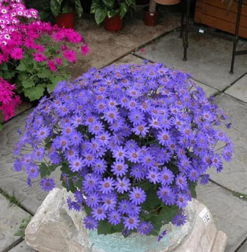 瓜叶菊一年开几次花（有关瓜叶菊的花期季节）