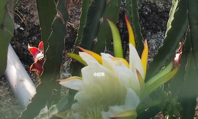 火龙果夏天怎么种植（火龙果的栽培技术要点）
