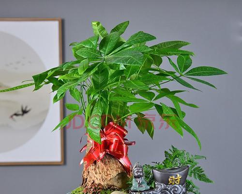 发财树怎么培育（发财树种植方法和技巧）
