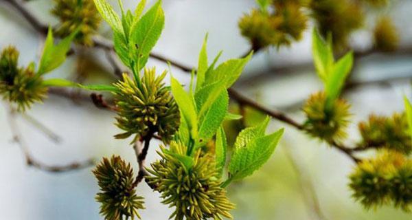 杜仲树苗怎么种植（杜仲树苗种植技巧）