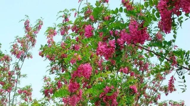 香花槐什么时候移栽好（香花槐移栽时间）