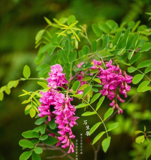 香花槐什么时候移栽好（香花槐移栽时间）