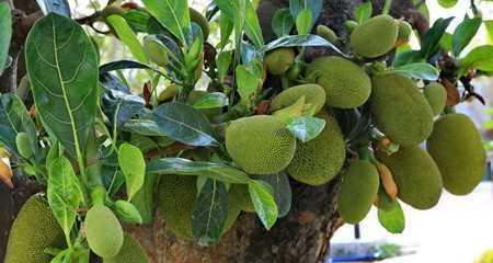 菠萝蜜种植多久才能挂果（菠萝蜜种子种植方法步骤）