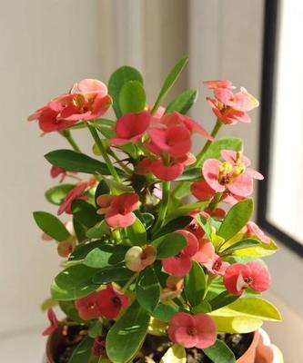 家里养虎刺梅花好不好（养护虎刺梅花的注意事项）