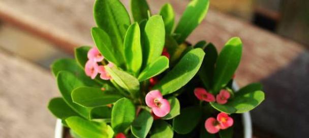 家里养虎刺梅花好不好（养护虎刺梅花的注意事项）