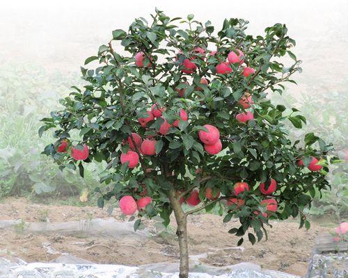 盆栽苹果树怎么种植（盆栽苹果树的栽培技术要点）
