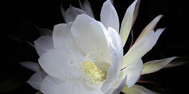 昙花怎么才能养好（昙花养殖方法讲解）