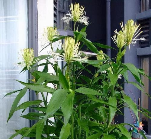紫色富贵竹的养殖方法和注意事项（种植富贵竹的窍门）