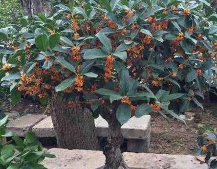 桂花树好养吗（教你正确养护桂花树）
