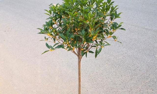 桂花树好养吗（教你正确养护桂花树）