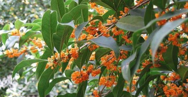 桂花树好养吗（教你正确养护桂花树）