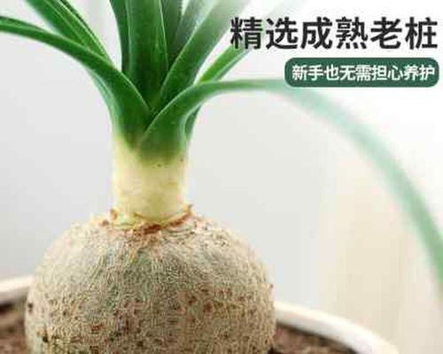 卧室适合养什么花和植物好（关于卧室的吉祥植物推荐）