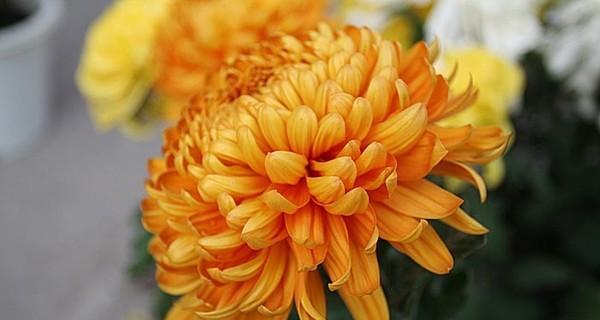 十月份开哪些花（十月份开花的花卉介绍）