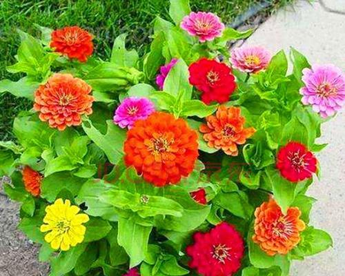 重瓣太阳花如何种植（太阳花种植方法和时间）