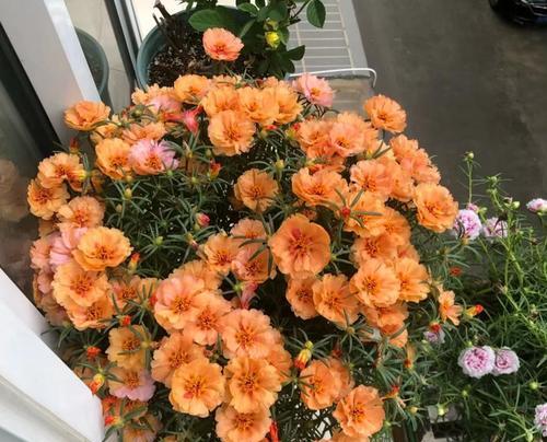 重瓣太阳花如何种植（太阳花种植方法和时间）