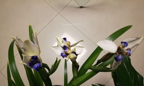友谊长存的花朵——蓝色风信子（用蓝色风信子表达真挚友谊的意义与价值）