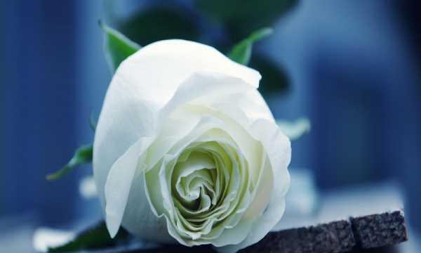 十一朵白玫瑰花语的深意（解读十一朵白玫瑰的含义）
