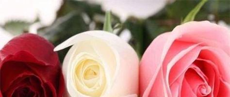 粉色玫瑰花语的浪漫传说（十一朵粉色玫瑰传递的爱恋与浪漫）