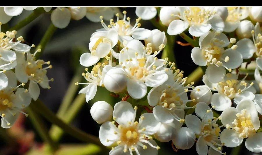 石楠花花语的神秘之谜（探索石楠花的花语与意义）