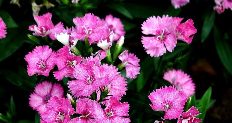 石竹花的象征意义与传说（揭秘石竹花的文化内涵和神秘传说）